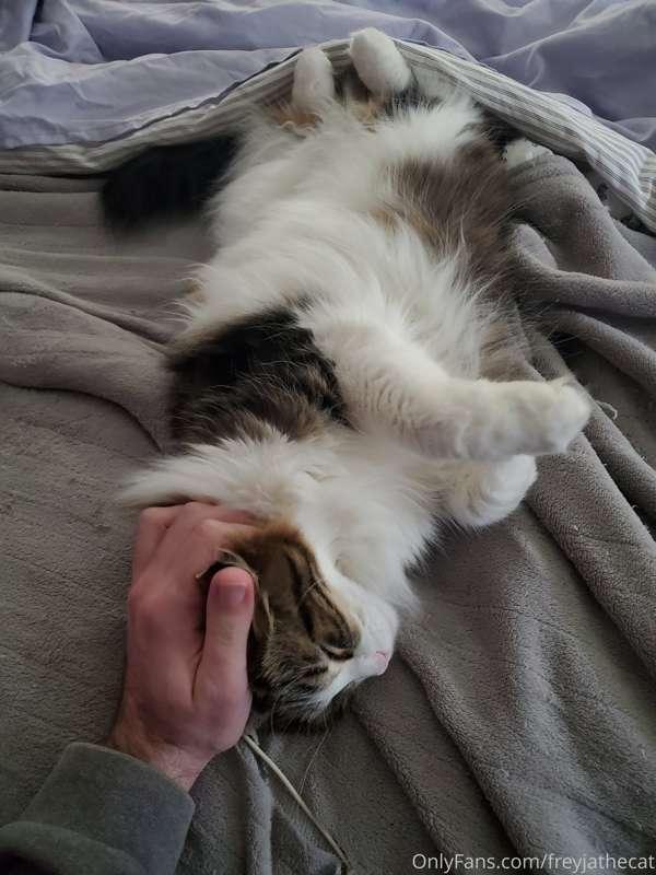 Nothing fancy today, just my human petting me while I lounge..