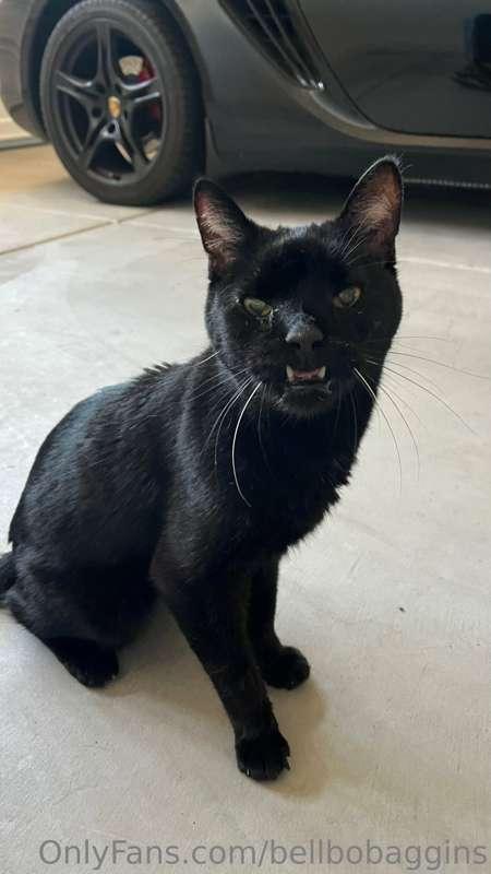 Hi guys. This post is just if u care. My cat is super sick a..