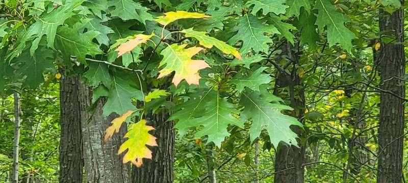Yellows and red colors of fall are here 😍