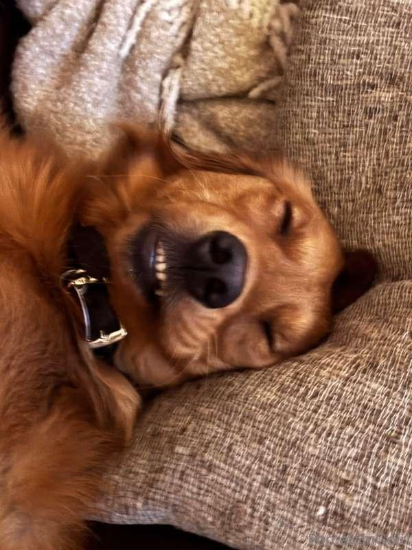 Say "hello" to this goofy dog 😂