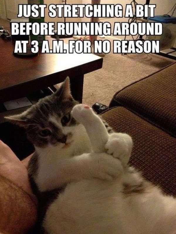 😹😹