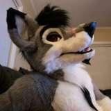 stallionwolf