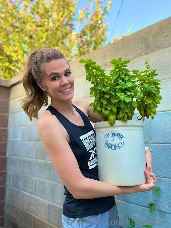 I present to you…

🥁🥁🥁🥁*drumroll*🥁🥁🥁🥁

My basil plant! Look ..