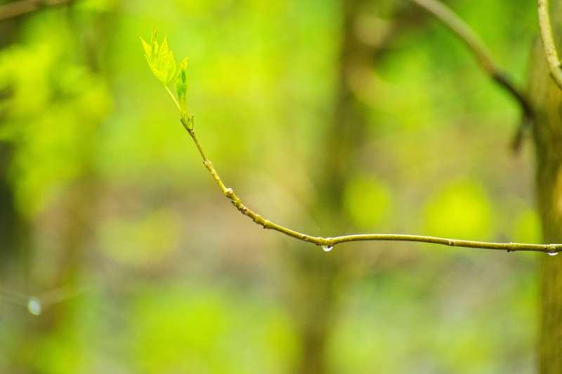 Persephone celebrates freedom, hidden in the spring forest