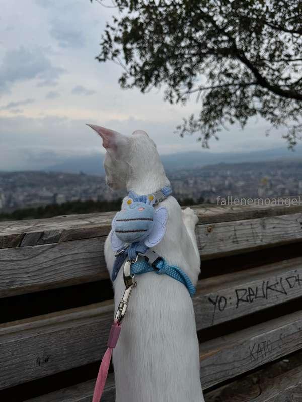 recently, wisp had an adventure day ( *>.<* )for the first t..