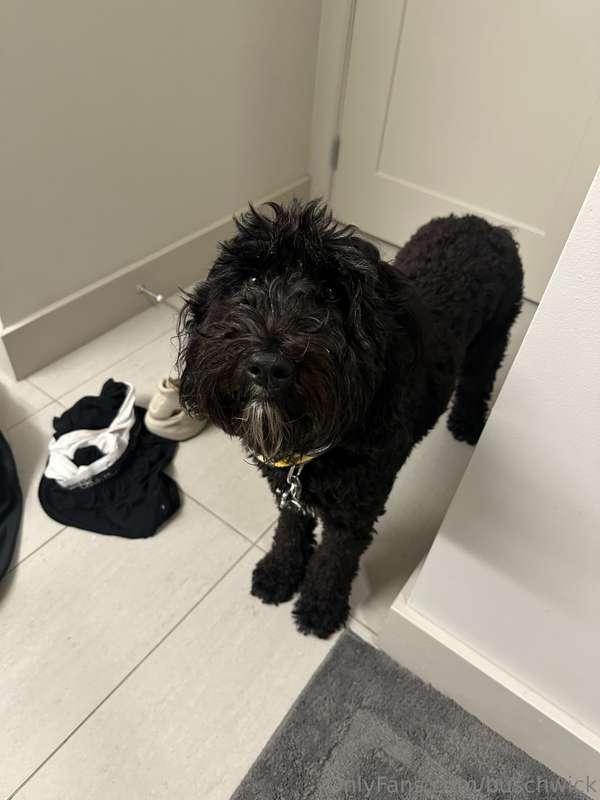 does your dog always come to the bathroom with you 💀