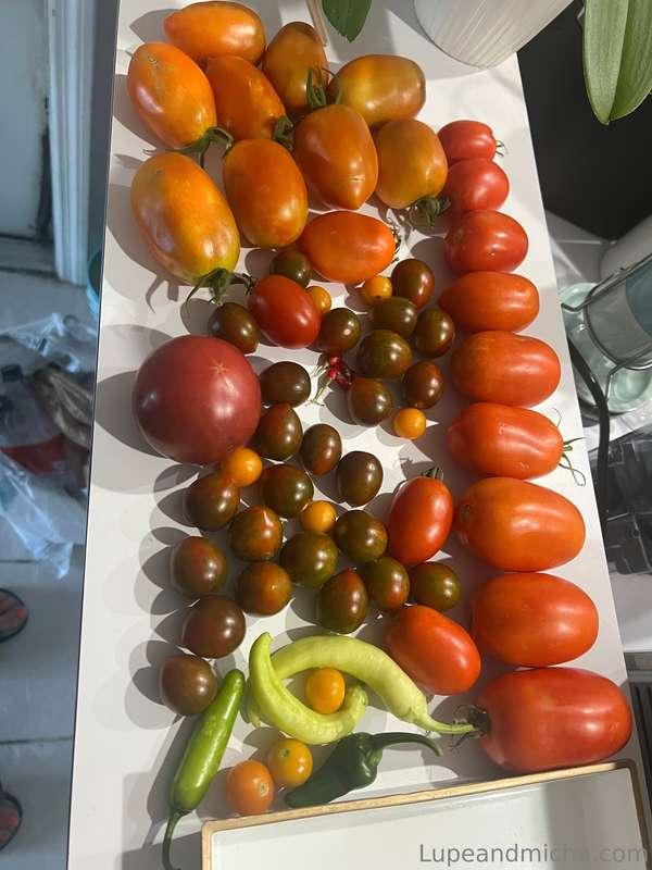 Garden update babes!!! So my garden is going freaking crazy!..