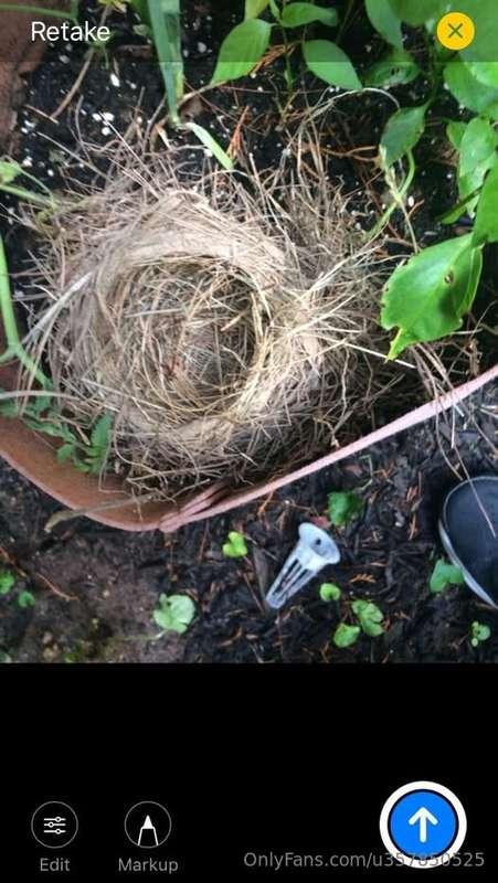birds nest in my tomato and pepper plant