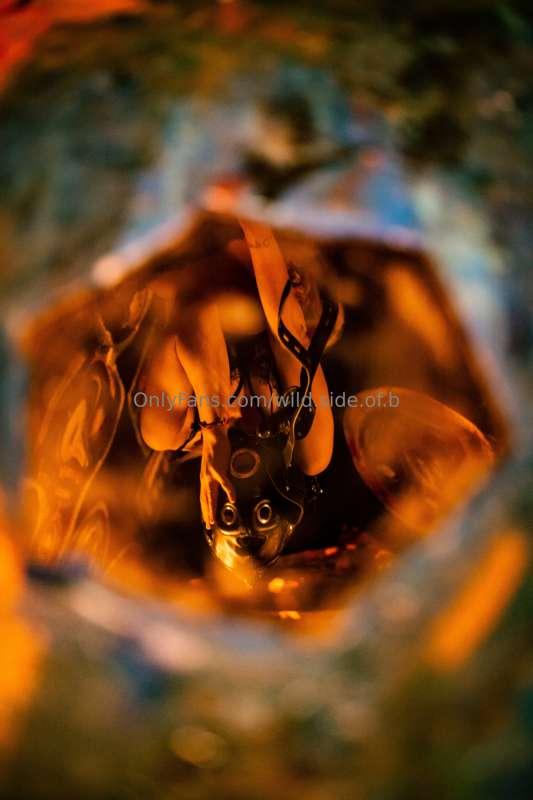 wild.side.of.b image #3