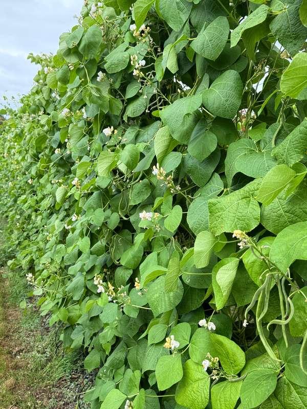 evelynwhite image #2