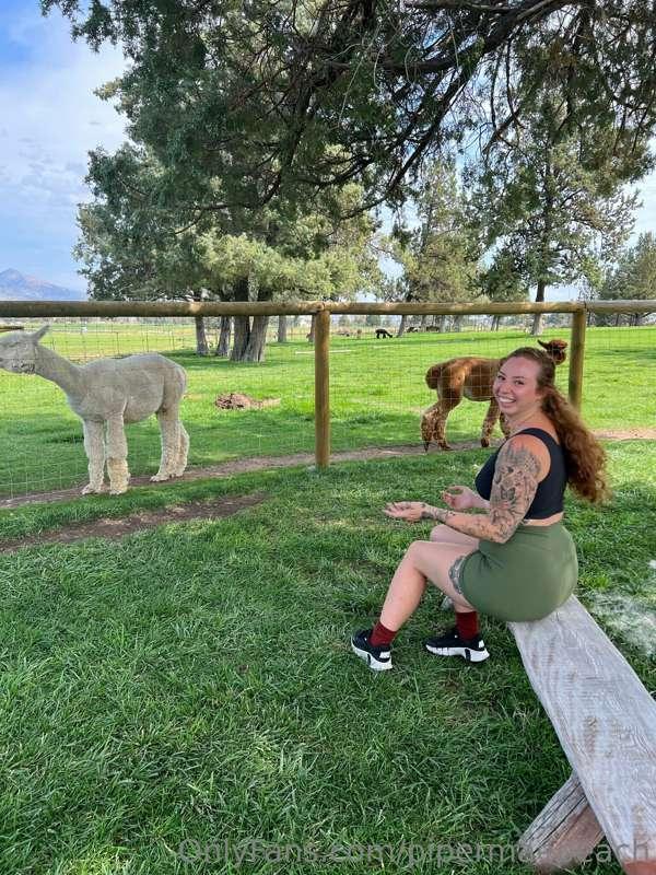 Went to alpaca farm, got some yarn, a T-shirt and spit on by..