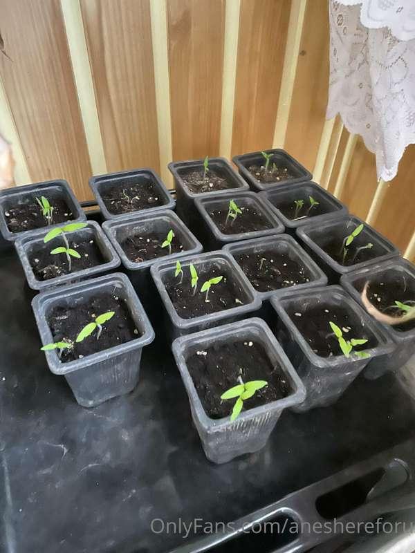 Tomatos 😍