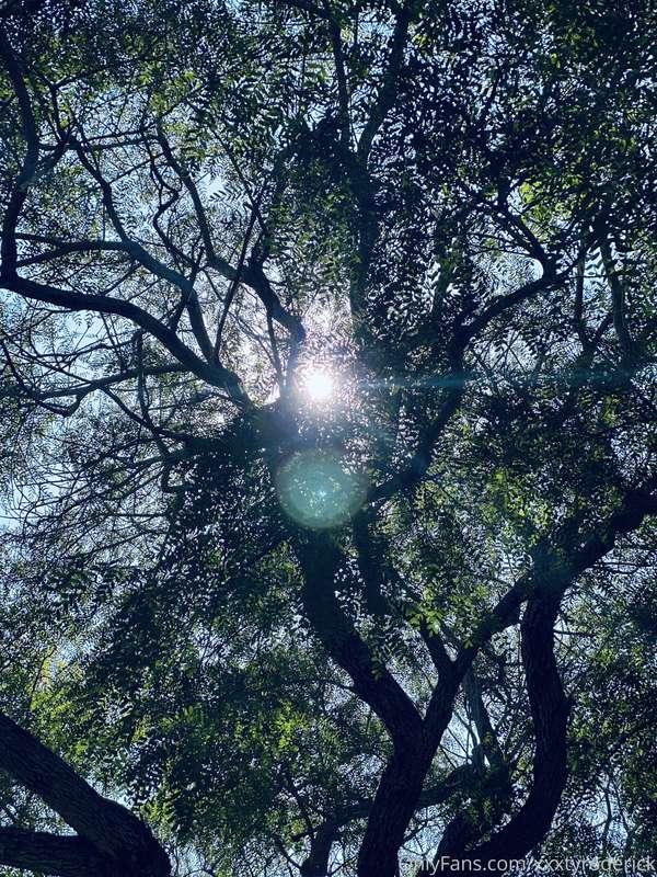 Beautiful tree I sit under every day in the park