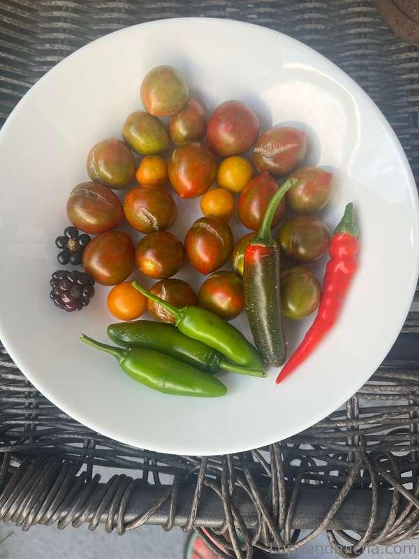Garden is still going strong even in this Florida heat 🥵 tho..