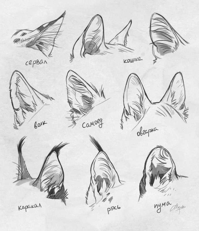 Ears study of different animals ~