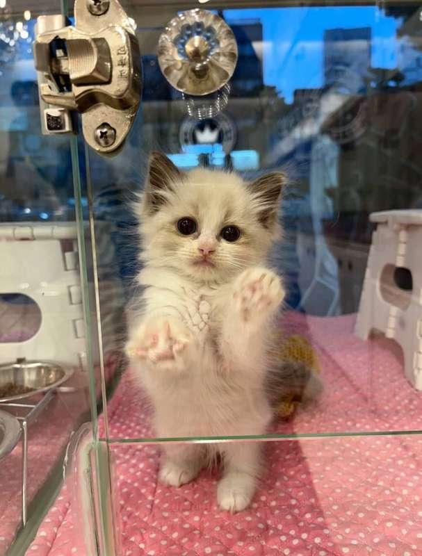 yoursmalldoll image #5