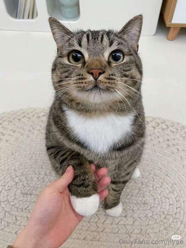 Cute cat