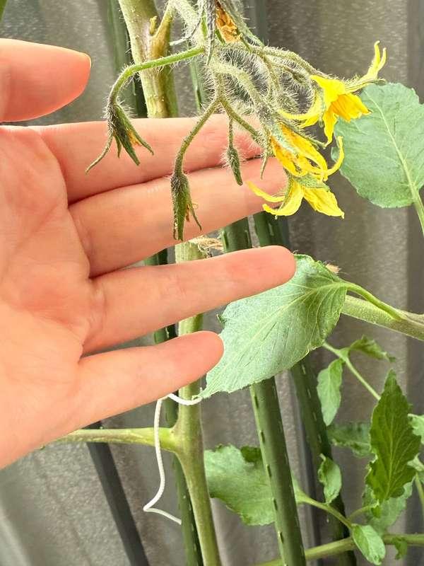 My two tomato plants are doing well. One is my height, the b..