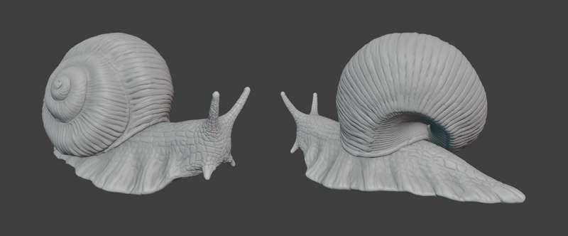 Snail for BS