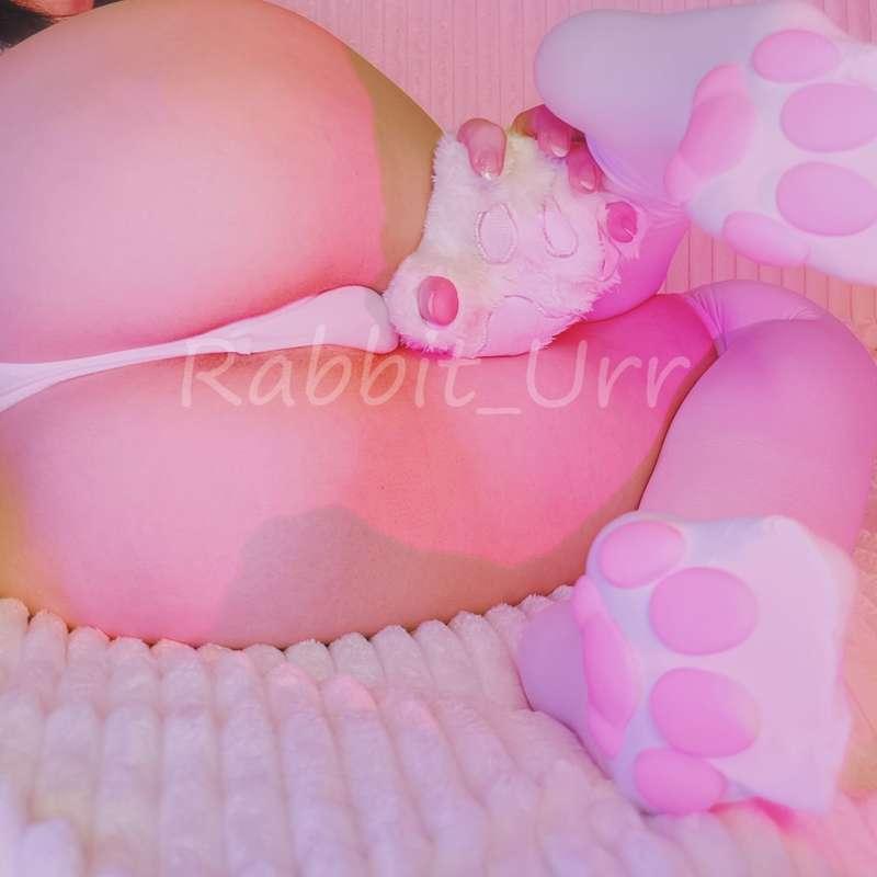 rabbit_urr image #3