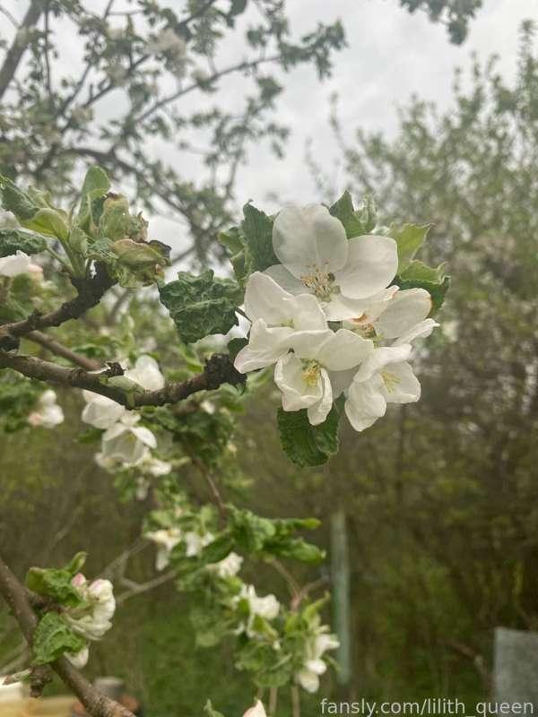 Feeling blessed and so grateful for the beauty of nature that surrounds me! 

I’m in awe of my apple tree in bloom ✨

Can’t wait for the wild apple tree to blossom too — it’s going to be breathtaking 🌸 
Taking pictures next to these trees will be unforgettable!



◾️ #lilithqueen #aboutme #nature #life #lifestyle #gfe #outdoor #spring ◾️