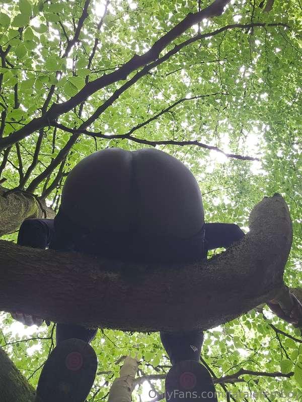 🌳🍑🌲