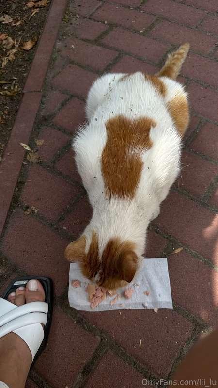 Hello, my dears 🌸I have a special weakness - fluffy tails an..