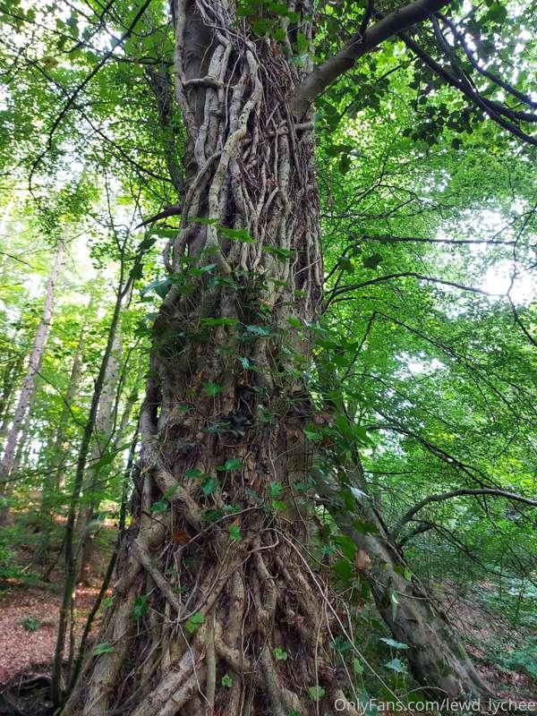 Just some forest things