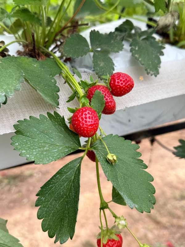 evelynwhite image #0