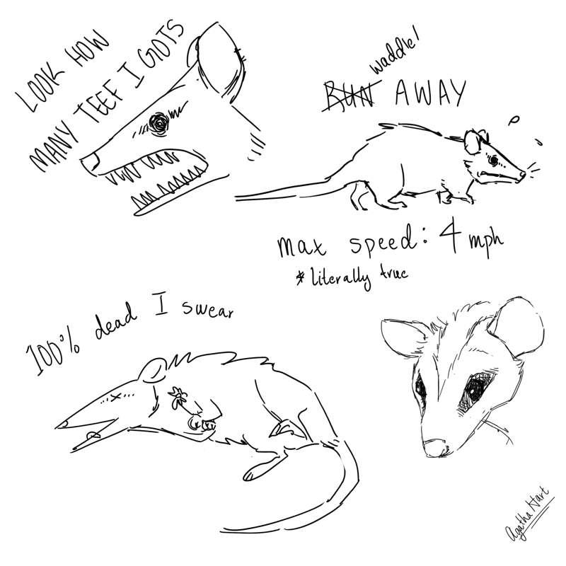 SFW Requests - Possums