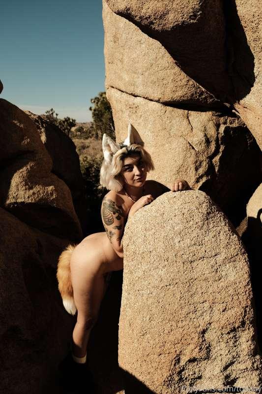 lost fox in the desert... will you follow her? maybe she's g..