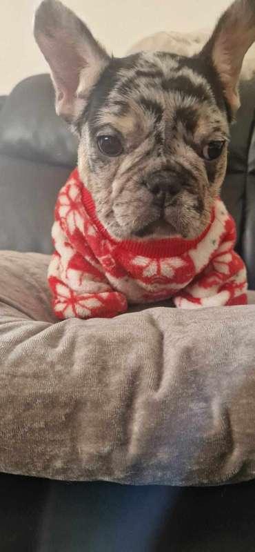 New member of the simmerkate team