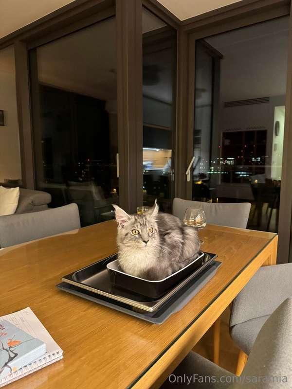 Sorry but this is the only dinner we have😆