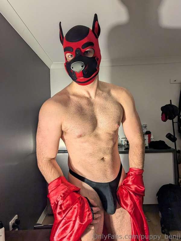 puppy_benji image #0