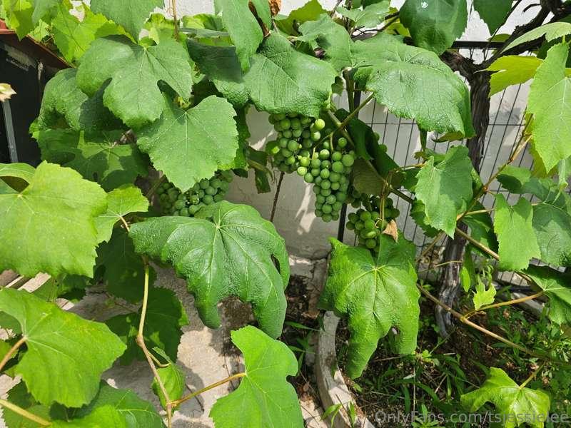 tsjessielee image #1