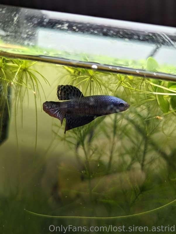 I got a blue alien Betta for my birthday 🥰