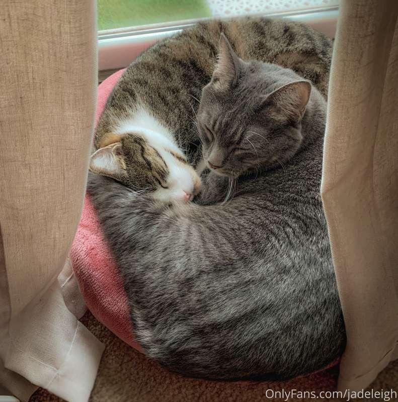Chunk & Mouse insist on sleeping like this, even though they..