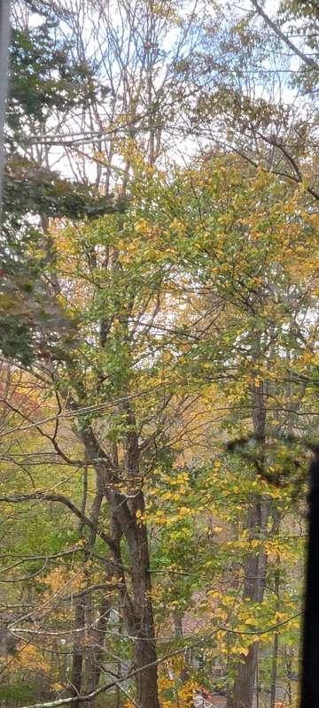 Look at the fall colors today!