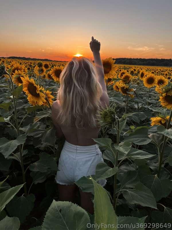 beautiful sunflowers