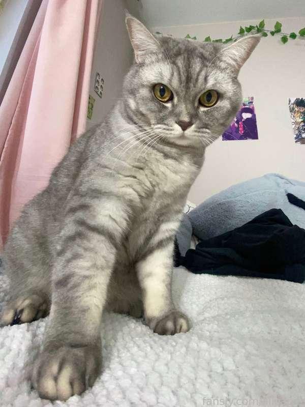lilicapie image #1