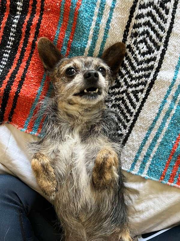 Good morning! 🦊✨