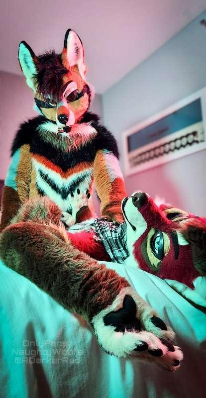 This fox is a real playful one.. as you can tell 🦊🔥🐶