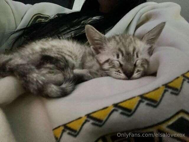 don't you love kitties? ☺️