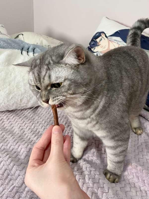 lilicapie image #1