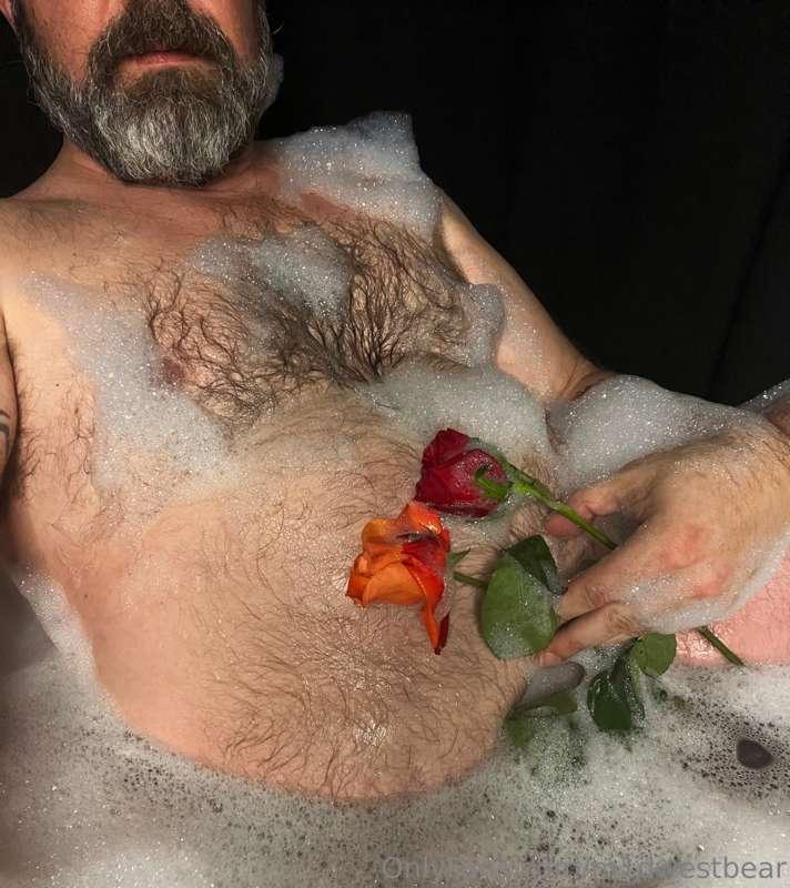 m1dwestbear image #1