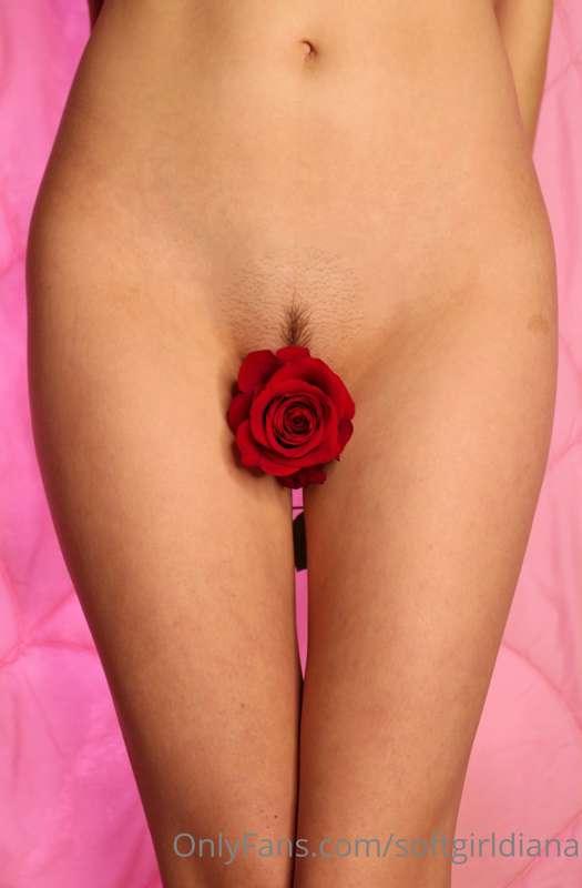 American Beauty, anyone? 🌹