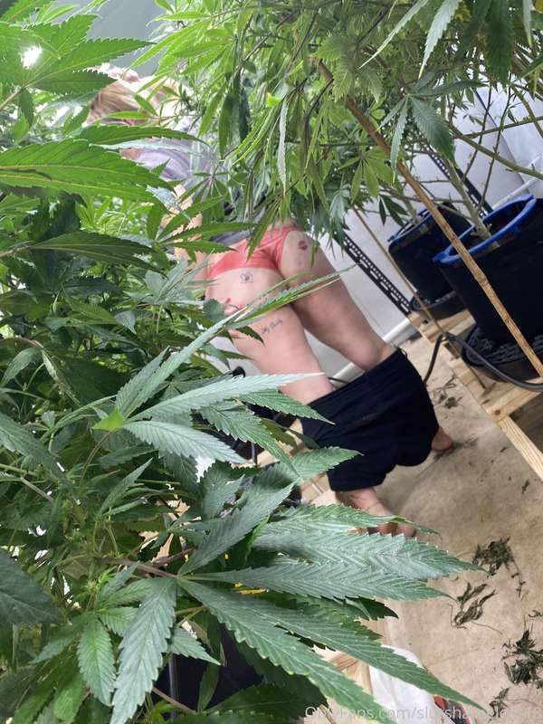 HAPPY 420 EVERYONE 💚🤍♻️