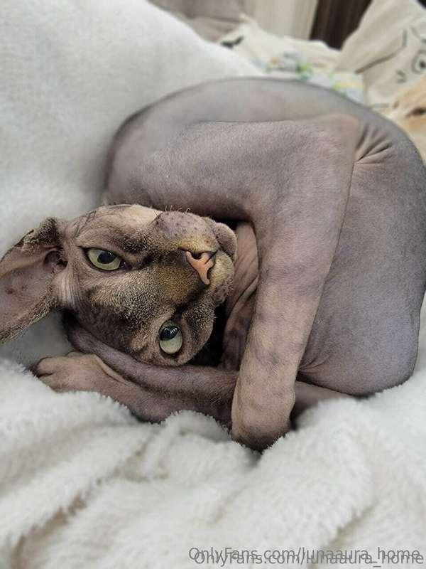 lunaaura_home image #1