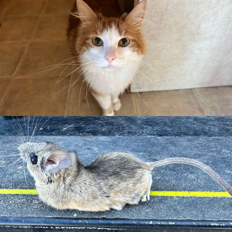 GOOD BOY OPIE!!! 😻🐁 