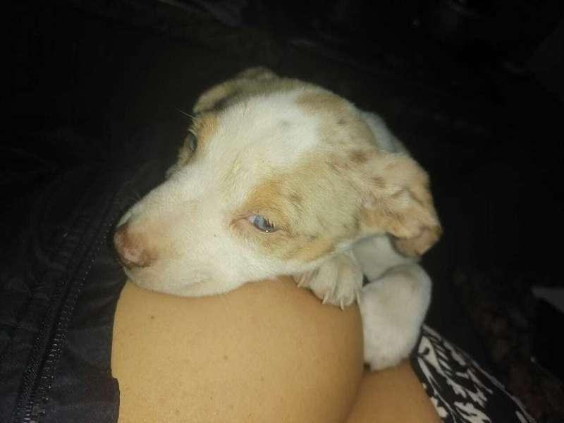 Les gusta el perrito?